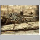 Tolmerus atricapillus - Raubfliege m04.jpg